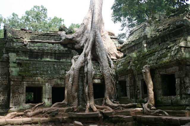 berwucherung wuchern baum tempel kambodscha angkor 