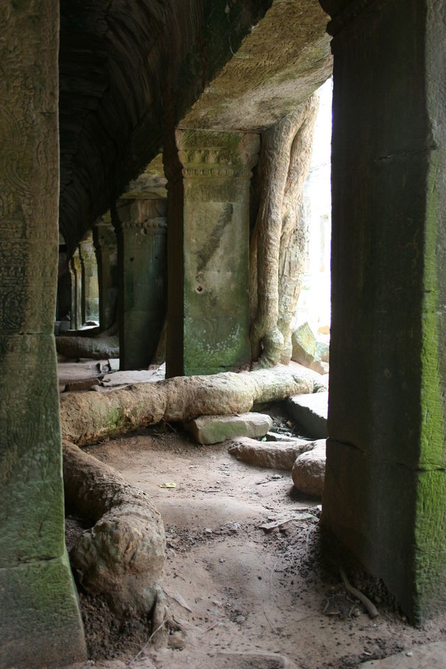 Wurzel im Wohnzimmer baum wurzel tempel kambodscha angkor wuchern 