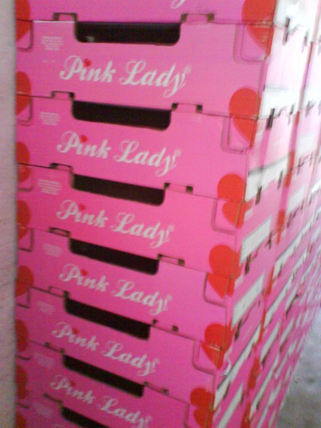 kinky pinky kartons lady pink 