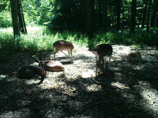 ohne kopf park reh sommer tier stadtwald bambi 