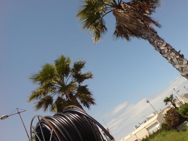 palmen frankreich palmen montpellier 