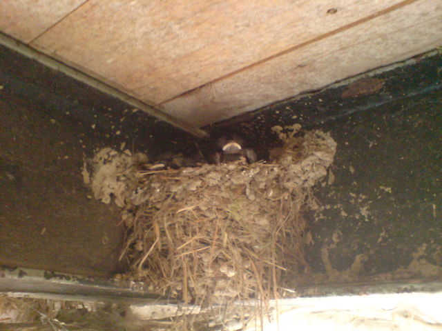 kleine vogelmnner kueken nest schwalbennest vogel 