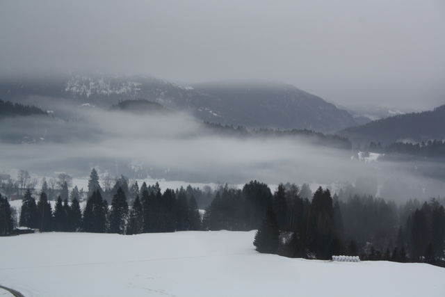 nebel nebel schnee laax tannen 