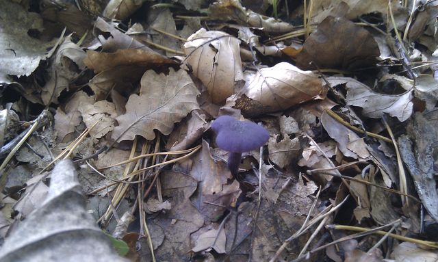 kleiner lila pilz lila pilz violett 